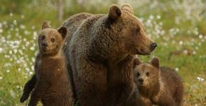 Разные виды медведей. Такие разные медведи. Знакомимся ближе Отличительные черты семейства медвежьих
