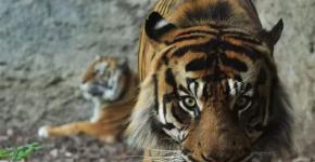 Tigre (lat. Panthera tigris).  Tiger: fotos, billeder, karakteristika, beskrivelse af dyret, mad, jagt Alice, hvor tigeren bor