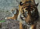 Tigrisek (lat. Panthera tigris).  Tigris: fotók, képek, jellemzők, az állat leírása, étel, vadászat Alice, ahol a tigris él