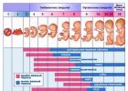 Prenatal and perinatal pedagogy children's world Intrauterine pedagogy