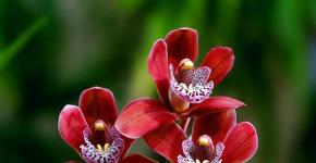 Kvitnúca orchidea podľa knihy snov