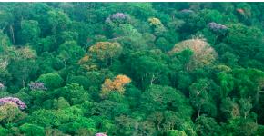 Våde ækvatorialskove i Sydamerika (selva): beskrivelse, fotos, videoer af Amazonas selva Selva i Sydamerika