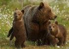 Different types of bears.  Such different bears.  Let's get to know each other better: Distinctive features of the bear family