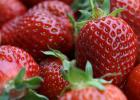 ለምን remontant raspberries የፍራፍሬ ግምገማዎችን አያፈሩም ለምን Raspberries አይበቅልም እና ፍሬ አያፈራም