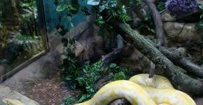 Snake and Rabbit: kompatibilita podle východního kalendáře Králičí had kompatibilita v přátelství