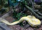 Kígyó és nyúl: kompatibilitás a keleti naptár szerint Nyúl kígyó kompatibilitás barátságban