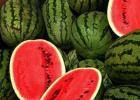 Hvordan ved du, hvornår en vandmelon er moden?