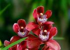Blomstrende orkidé ifølge drømmebogen