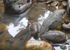 Le rane più grandi del mondo Fatti interessanti sulla rana Golia