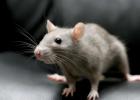 Svetový deň potkanov 4. apríla