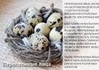 Huevos de gallina y codorniz: beneficios y perjuicios.