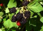 ለክረምቱ የ Blackberry jam የምግብ አዘገጃጀት መመሪያ, አምስት ደቂቃዎች