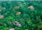 Foreste equatoriali umide del Sud America (selva): descrizione, foto, video della selva amazzonica Selva in Sud America